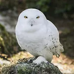 Ranuanjaervi 라누아