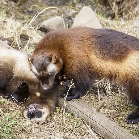 Leirintäalueet Ranuanjaervi Ranua