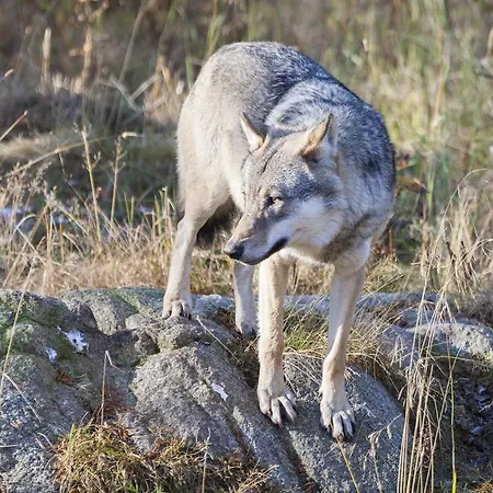 Ranuanjaervi Leirintäalueet