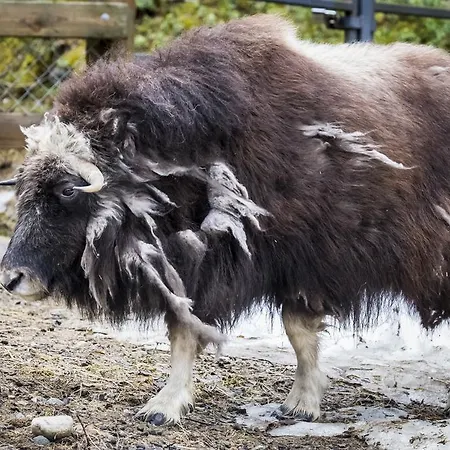 Ranuanjaervi Leirintäalueet *