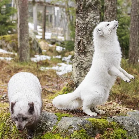 Ranuanjaervi Leirintäalueet
