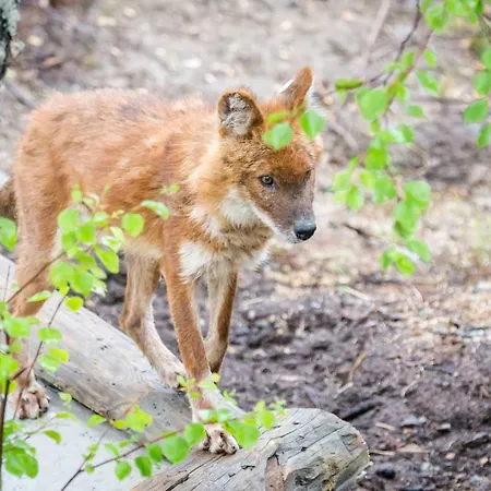 Leirintäalueet Ranuanjaervi Ranua