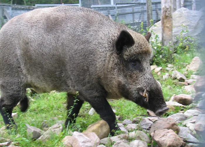 Ranuanjaervi 营地 拉努阿