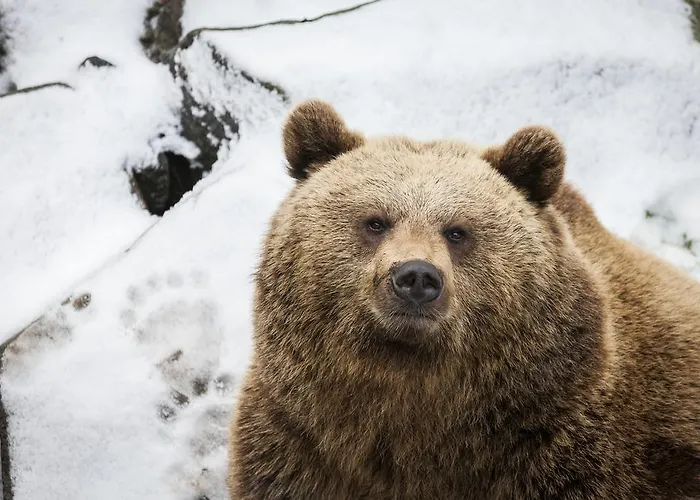 Ranuanjaervi 营地 拉努阿