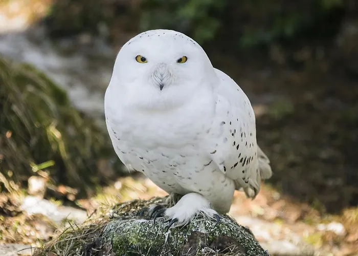 Ranuanjaervi 拉努阿