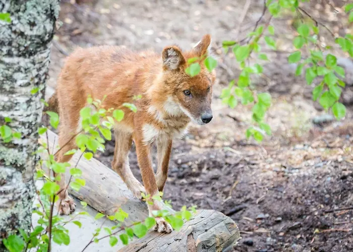 营地 Ranuanjaervi 拉努阿